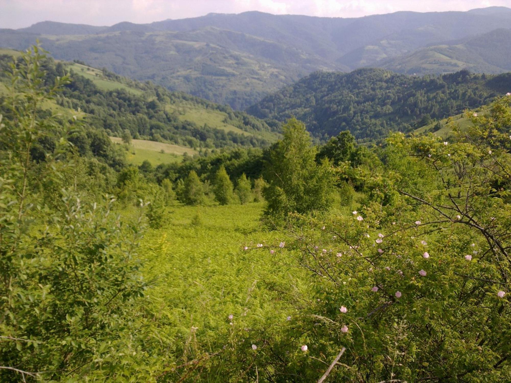 Hotel Javor Kusici Екстер'єр фото